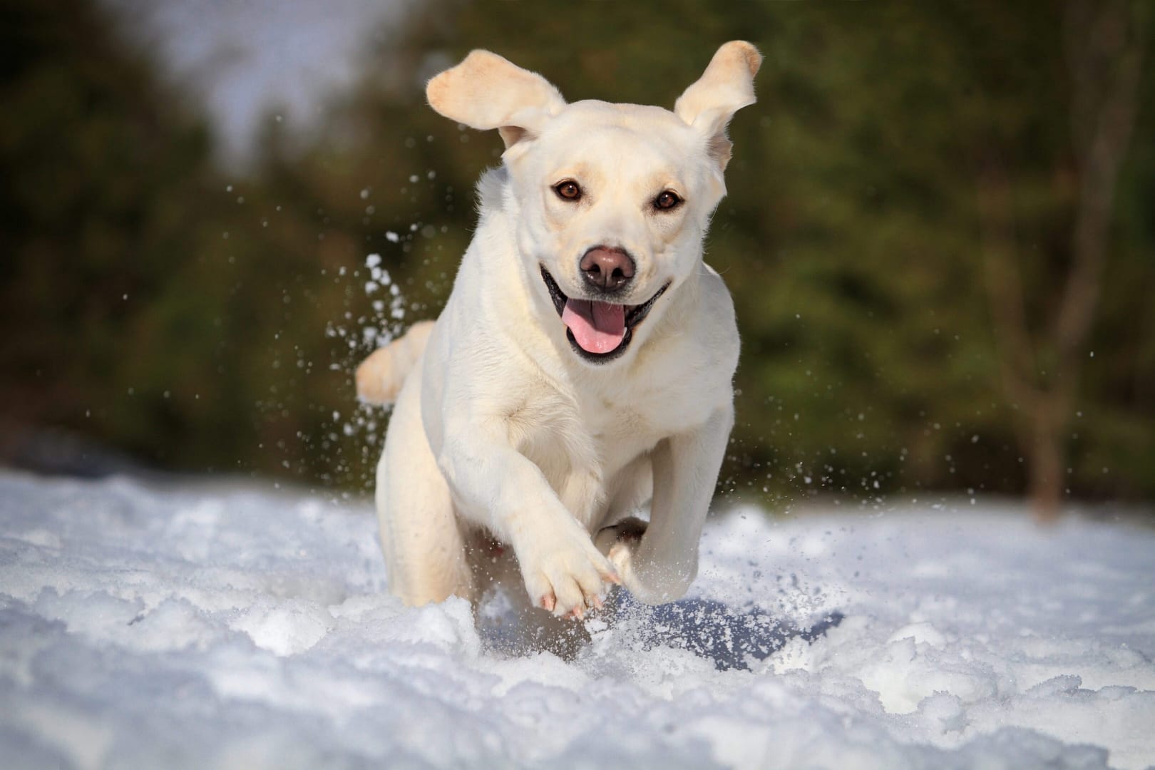 labrador running through snow to get his water additive for dental care
