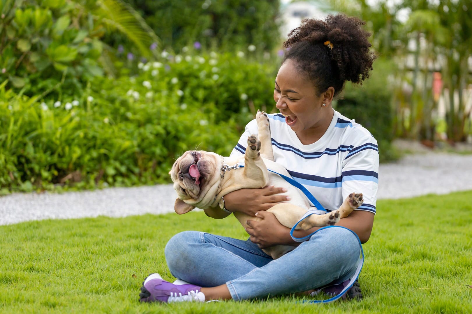a French bulldog excited about the probiotic benefits of super paws juice