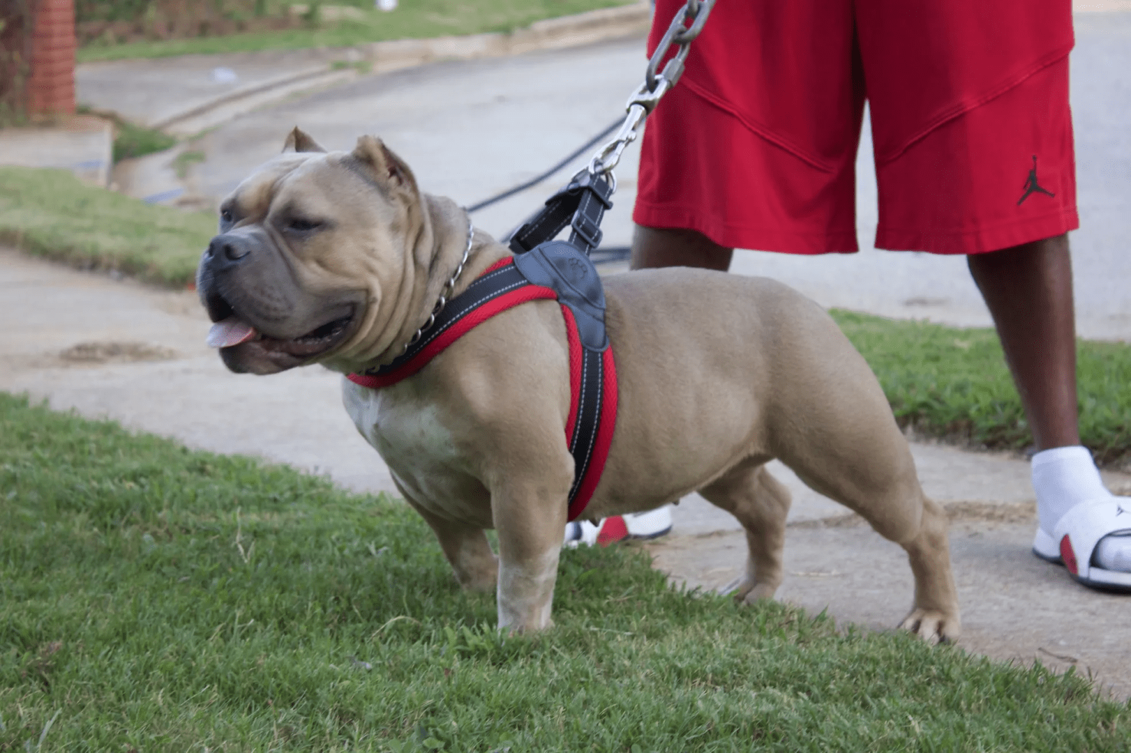 A muscular tan pocket bully female wearing a red harness on a leash, with a person in red shorts and white sneakers visible in the background.