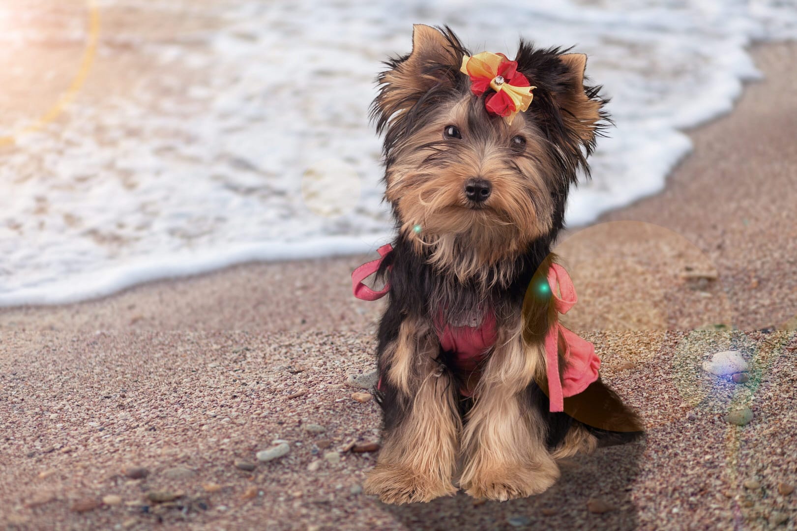 Cute,Dog,Having,Fun,In,Summer,On,The,Beach. easy-to-use, all natural dog supplements by super paws juice. allergy, joint, dental care, and immunity