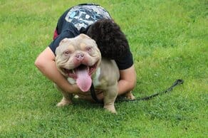 lilac tri champion micro bully for sale at southeast bully kennels