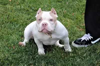 A small dog sitting in the grass with its mouth open.