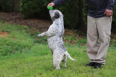 A dog is playing with a ball in the grass.