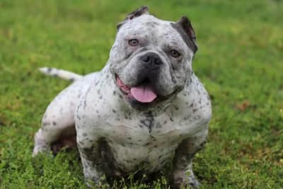 A close up of a dog sitting in the grass