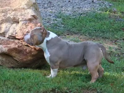 A dog standing next to a tree in the grass.