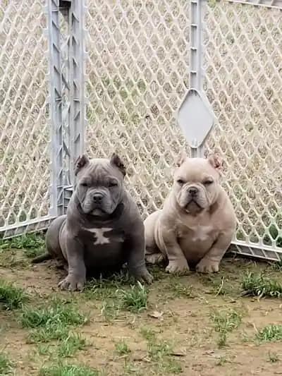 Two small dogs sitting next to a chain link fence.