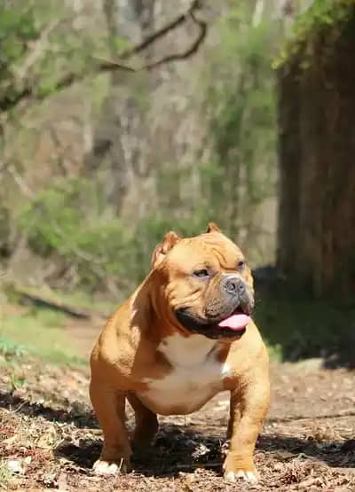 Extreme build gold pocket bully stud produced by Southeast Bully Kennels, showcasing a top pocket bully stud from champion bloodlines, highlighting extreme pocket bully studs.