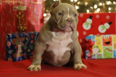 pocket bully puppy for sale in front of Christmas presents