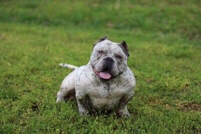 rare colored micro bully female that is apart of the micro bully and pocket bully breeding program for southeast bully kennels