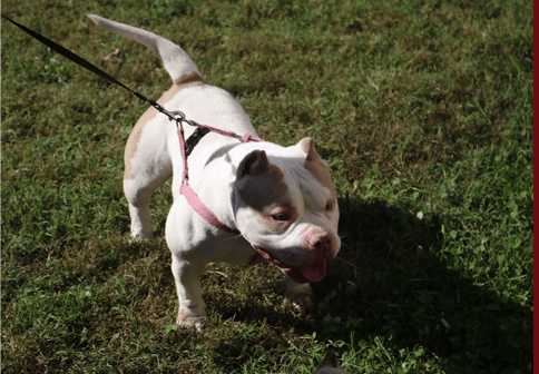 White female extreme build micro bully from Southeast Bully Kennels. This micro bully for sale comes from a lineage with over 25 Champion and Grand Champions, bred by a top micro bully breeder. Micro bully puppy and dog for sale.