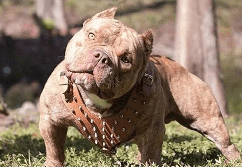 extreme american bully stud at southeast bully kennels