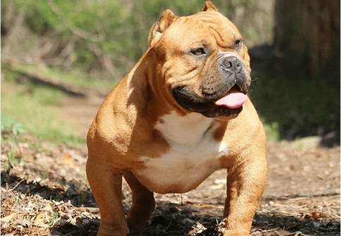 top pocket bully at Landsford canal state park