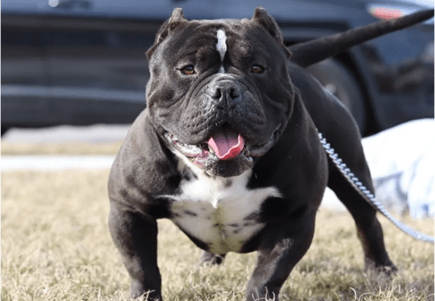 black pocket bully stud in Indiana