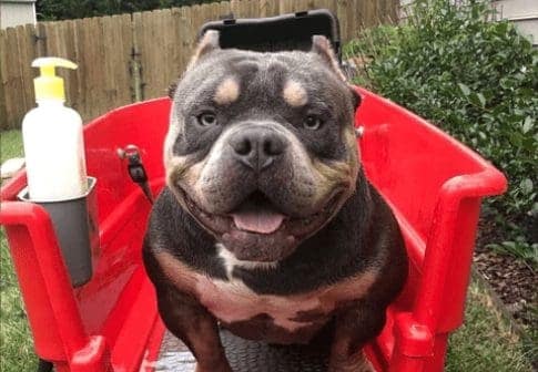 miniature american bully stud ready for his bath at southeast bully kennels