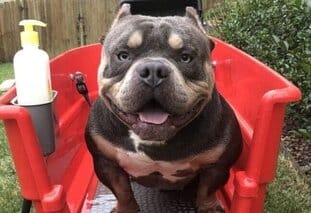 blue tri micro bully male in a bathtub in New York