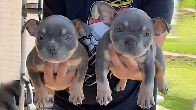 two blue tri micro bully puppies for sale, one a female, and one a male being held at southeast bully kennels