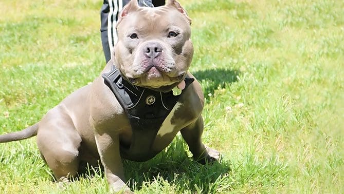 blue male pocket american bully for sale in the grass on a leash