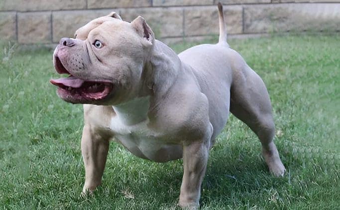 Extreme build pocket American bully stud, top pocket bully stud, abkc pocket bully stud, american bully stud, top american bully stud, top abkc stud, pocket bully kennel, top american bully breeder