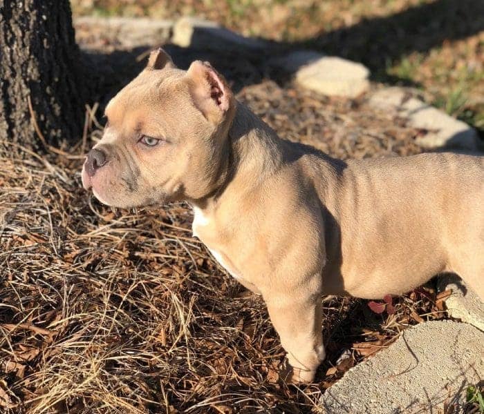 A small dog standing in the dirt near a tree.