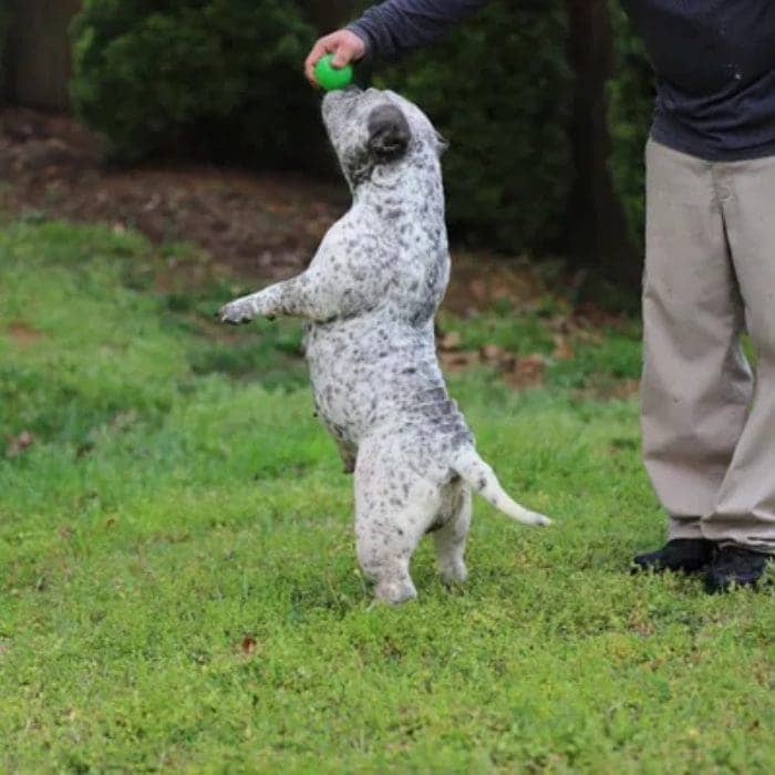 A dog is playing with a frisbee in the grass.