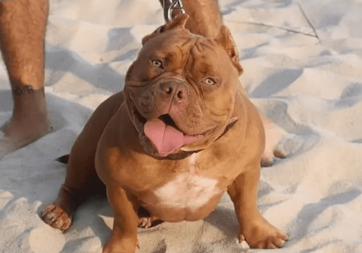 chocolate female pocket bully on the beach in florida. she was produced by the breeder southeast bully kenenls