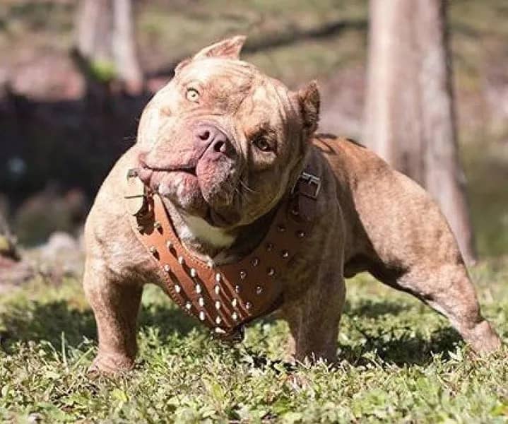 extreme pocket bully stud, top pocket bully stud, abkc pocket bully stud, champion pocket bully stud, champion pocket bully kennel, champion pocket bully breeder, top pocket bully stud