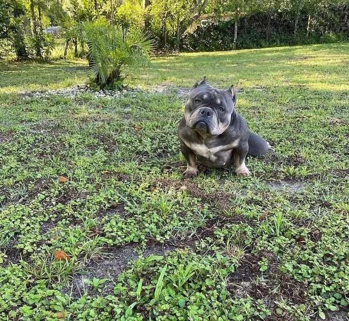 A gray micro bully female sitting on grass with a slightly tilted head, looking at the camera in florida. she was produced by southeast bully kennels