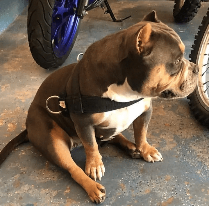 A brown and white pocket bully female with a harness sitting on a concrete floor next to a motorcycle wheel. Produced by Southeast Bully Kennels