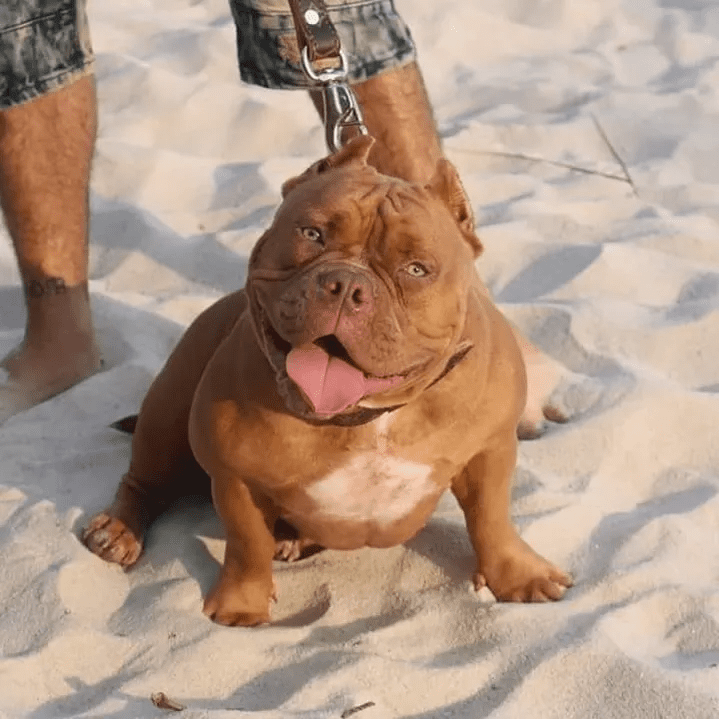 chocolate female pocket bully on the beach in florida. she was produced by the breeder southeast bully kenenls