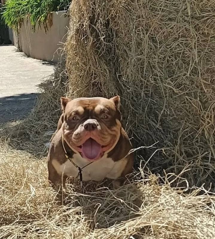 Chocolate tri female micro bully from Southeast Bully Kennels, showcasing huge muscle and perfect structure. This micro bully puppy and dog for sale comes from a lineage with over 25 Champion and Grand Champions produced by a top-rated and reviewed micro bully kennel