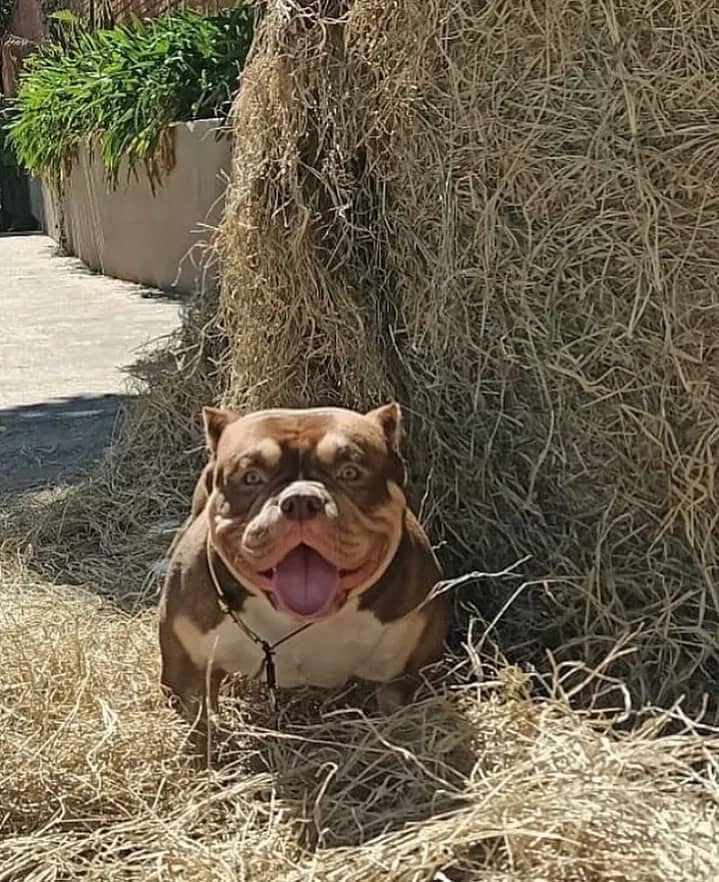 Chocolate tri female micro bully. For those seeking a premier micro bully breeder or a micro bully for sale, Southeast Bully Kennels is an excellent choice.