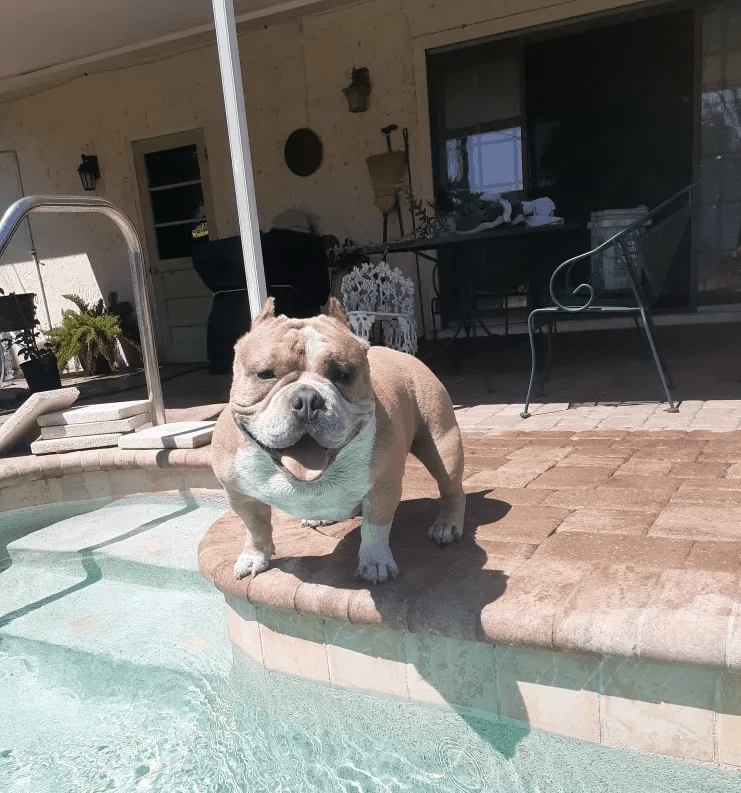 Micro bully male standing by a swimming pool on a sunny day in Florida.