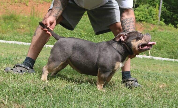 Blue tri female micro bully from Southeast Bully Kennels, featuring the Block bloodline. This female micro bully for sale comes from a lineage with over 25 Champion and Grand Champions, bred by a top micro bully breeder.