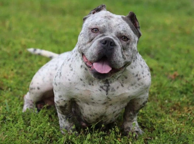 Rare colored female micro bully from Southeast Bully Kennels, showcasing huge muscle and perfect structure. This micro bully puppy and dog for sale comes from a lineage with over 25 Champion and Grand Champions produced by a top-rated and reviewed micro bully breeder.