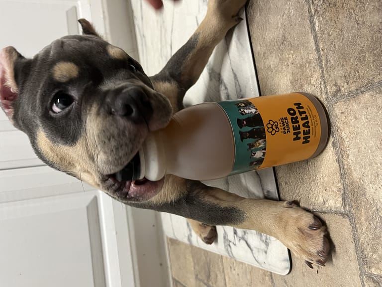 a blue tri male pocket bully puppy that is happy his owner got him a bottle of hero health from super paws juice. 