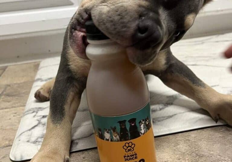 pocket bully puppy from southeast bully kennels ready to enjoy his favorite dog supplement, super paws juice