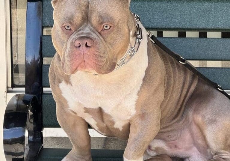 13 month old extreme pocket bully sitting on a bench in new york.