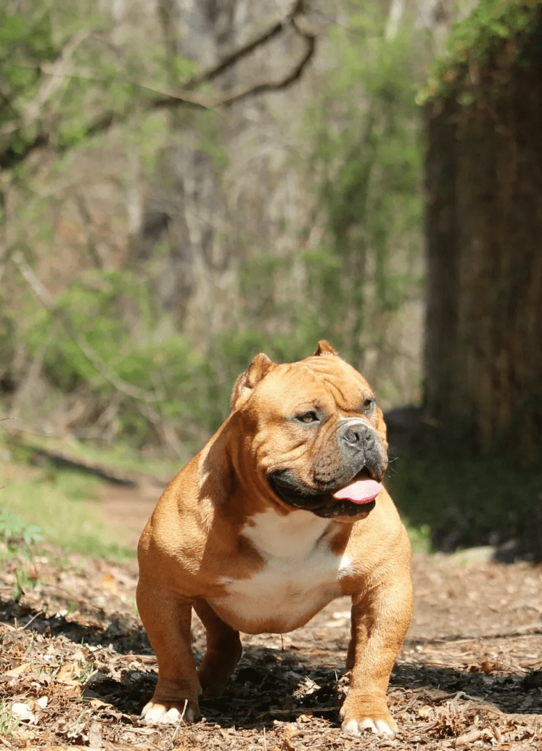 A tan bulldog standing on a forest trail with trees in the background.