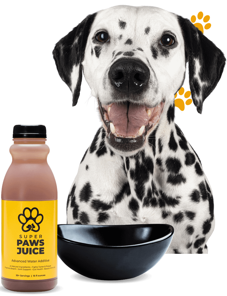 the best water additive for pets combining dental care and probiotics for dogs and cats