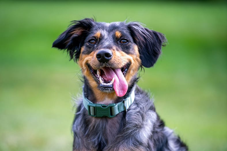 A dog showing his clean teeth after drinking water with super paws juice in it