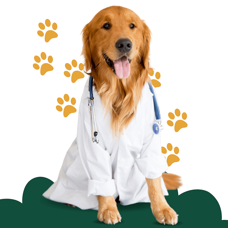 combating dental disease in dogs and cats using super paws juice