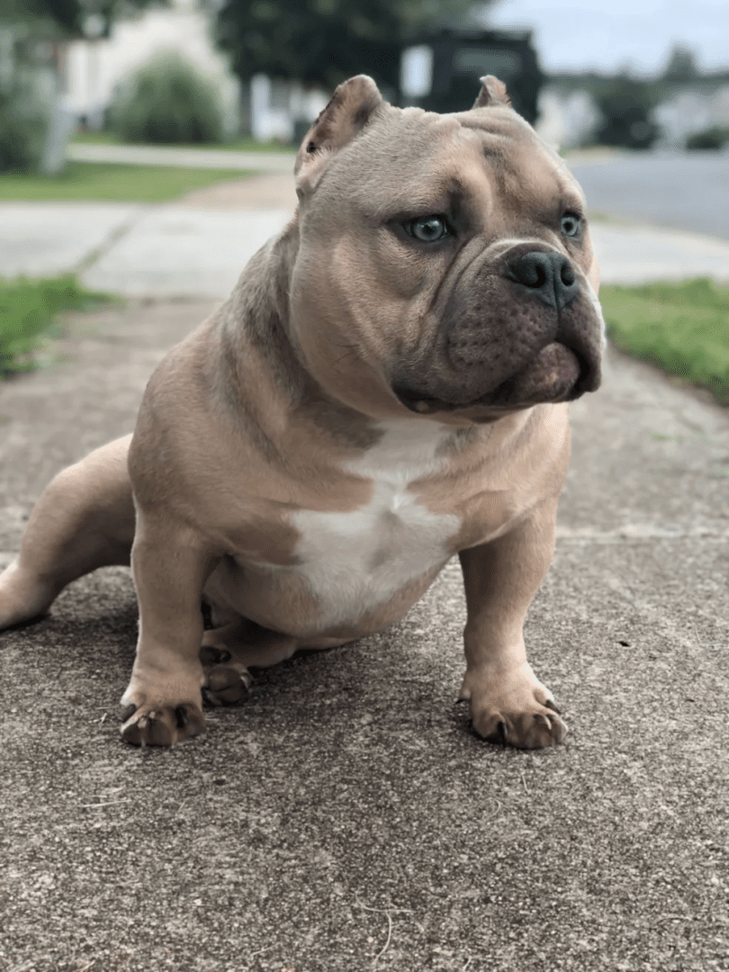 Micro bully male with blue eyes sitting on a sidewalk in North Carolina with his family. He was [produced by southeast bully kennels