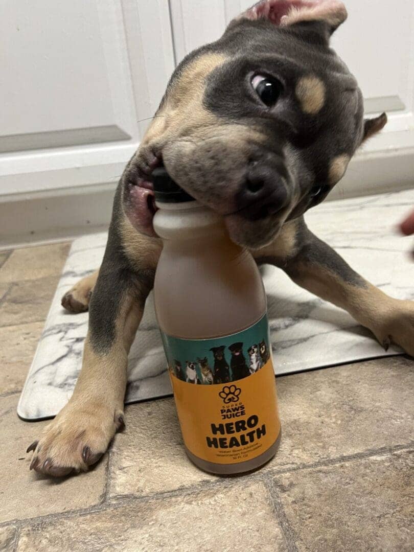 pocket bully puppy from southeast bully kennels ready to enjoy his favorite dog supplement, super paws juice