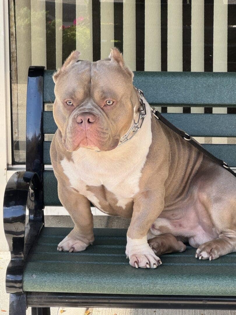 13 month old extreme pocket bully sitting on a bench in new york.