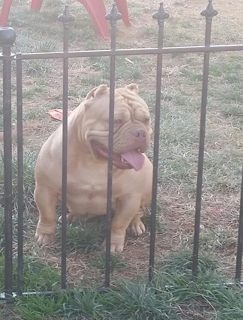 Female pocket bully produced by Southeast Bully Kennels, showcasing female pocket bully with champion bloodlines. Top breeder for pocket bullies for sale.