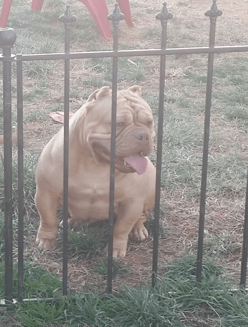 A female micro bully with wrinkled skin sitting behind a metal fence, sticking her tongue out.