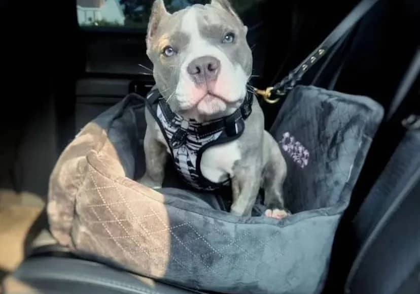 A gray and white dog sitting in a car seat, looking at the camera.