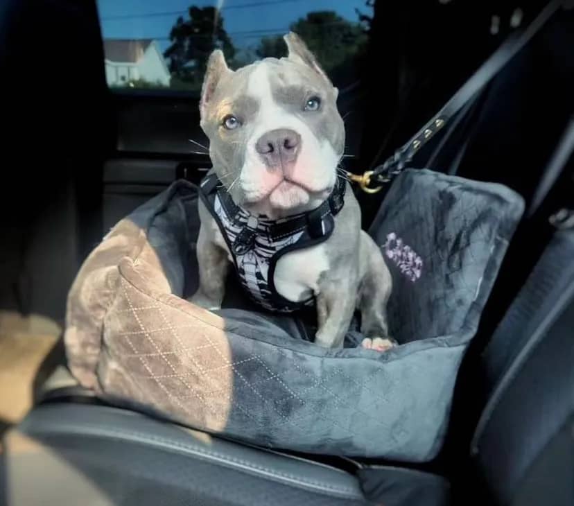 A gray and white dog sitting in a car seat, looking at the camera.