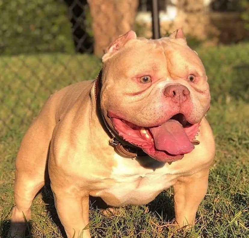 Blonde Extreme Build Pocket American Bully