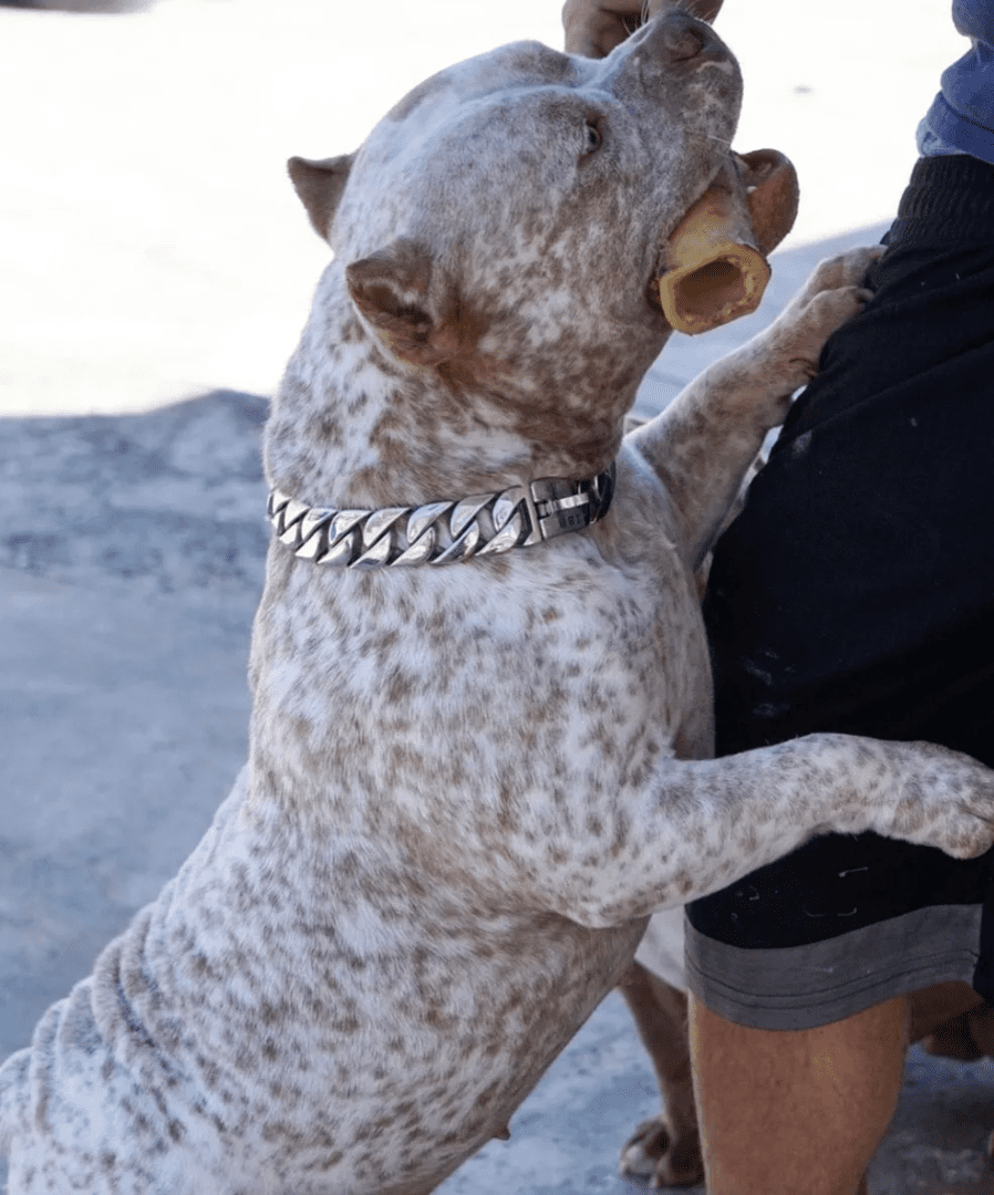 A rare colored pocket bully female standing on its hind legs reaching for a treat with her family in florida. she was produced by southeast bully kennels